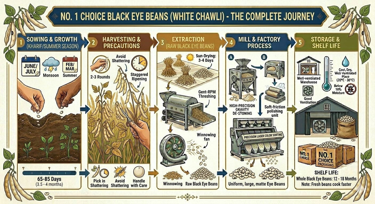 NO. 1 CHOICE White Lobia/Cowpeas | Unpolished, Protein & Fiber Rich | Sortex Cleaned, Stone-Free | Fast Cooking, Soft Texture | Ideal for Salads, Curries, Chaat & Everyday Healthy Meals