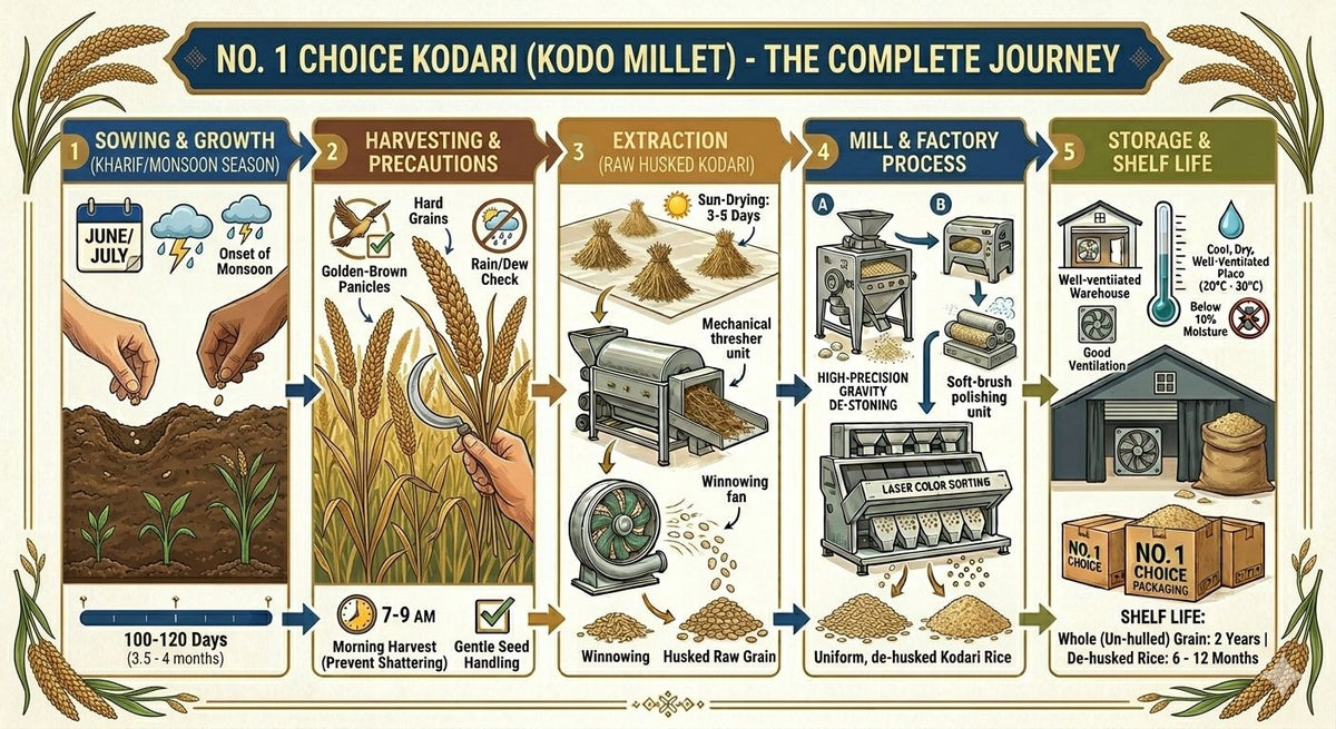 NO.1 CHOICE Kodo Millet | Unpolished, Gluten-Free & Fiber Rich | High Protein, Low GI Ancient Grain | Cleaned, Stone-Free & Hygienically Packed | Ideal for Khichdi, Upma, Pongal & Healthy Meals